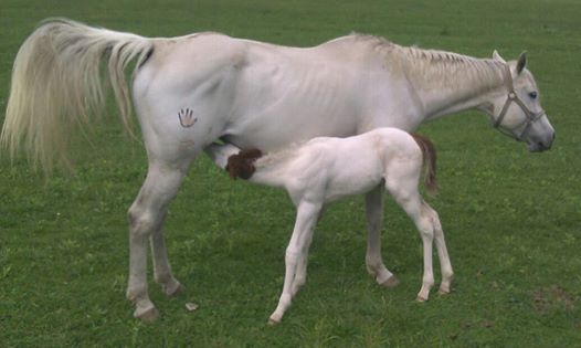 Magic and her foal Charro. Photo courtesy of Tina Evangelisa-Eppenstein