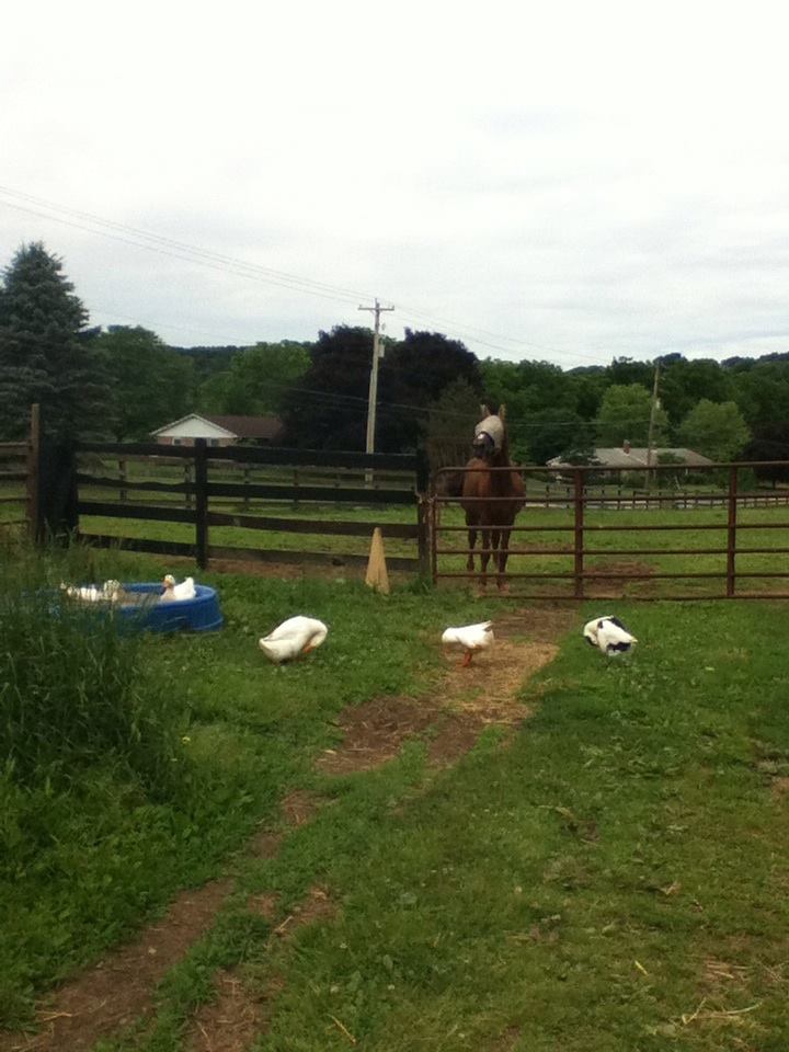 Several of the 100 residents at the Eden Equine Farm Sanctuary, Womelsdorf, PApicture courtesy of Janelle Briscoe