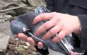 Pigeon shot and killed at live pigeon shoot. Photo courtesy of SHARK