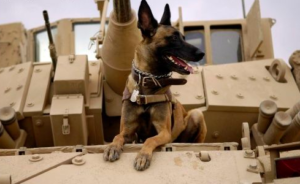 Cairo, the War Dog who was used to kill Osama bin Laden