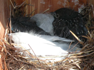 Bluebird nest, May 2010 Two leucistic (white) bluebirds, two bluebirds