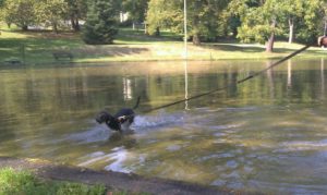 Brody running in a shallow pond.