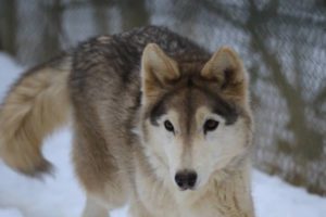 Wolf Sanctuary Full Moon Tour @ Wolf Sanctuary of PA | Lititz | Pennsylvania | United States