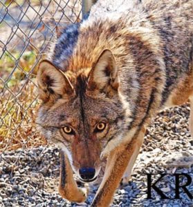 Pocono Wildlife Center Open House @ Pocono Wildlife Center Open House | Pennsylvania | United States