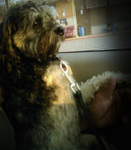 Brody inside our car. He will never be tethered to a vehicle again. 