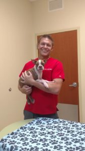 Dr. Pryor, the vet who saved Libre, holding the Boston Terrier puppy who is very lucky to be alive. 