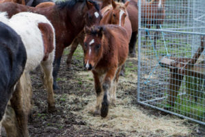 The "Invisible Horse" - World Horse Welfare Conference @ Royal Geographical Society in London | London | England | United Kingdom