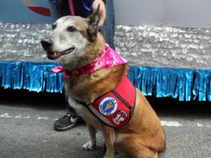 ht_veterans_day_dogs_2_kab_141111_4x3_992