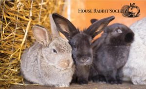 House Rabbit Society Benefit Day @ Great Sage | Clarksville | Maryland | United States