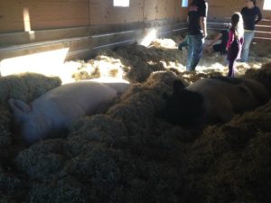 Farm Sanctuary's Valentine's Day Event @ Farm Sanctuary | Acton | California | United States