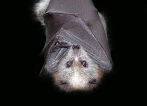 National Bat Appreciation Day