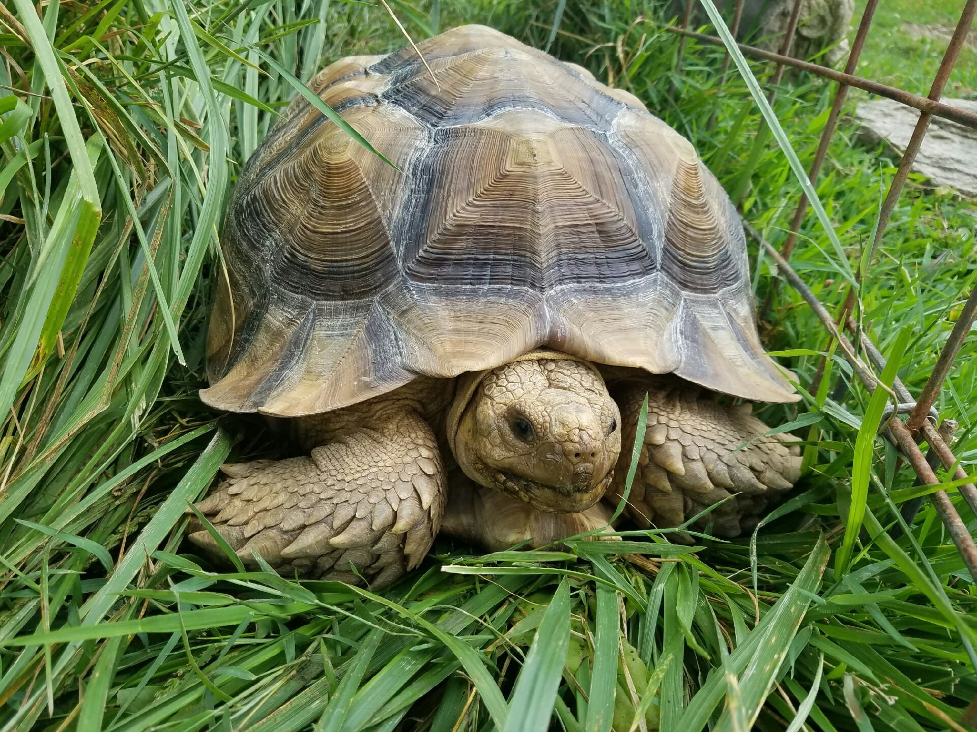 grand-reopening-of-east-coast-exotic-animal-rescue-fairfield