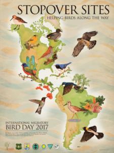 International Migratory Bird Day