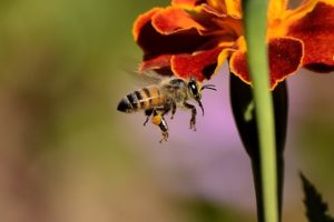 Don't Step on a Bee Day!