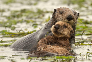 Sea Otter Awareness Week