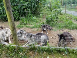 Fall into "Wolf Awareness Day" at the Wolf Sanctuary (Pennsylvania) @ The Wolf Sanctuary | Lititz | Pennsylvania | United States