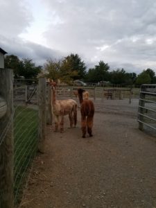 Eastland Alpacas Fall Open House- Mt. Joy, Pennsylvania @ Eastland Alpacas | Mount Joy | Pennsylvania | United States