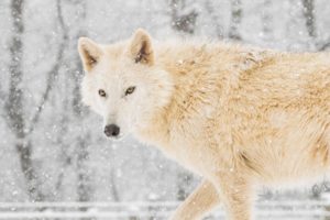 Wolf Sanctuary of PA Full Moon Tour @ The Wolf Sanctuary | Lititz | Pennsylvania | United States