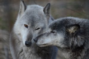 Wolf Sanctuary of PA - Full Moon Tour- Beaver Moon @ The Wolf Sanctuary | Lititz | Pennsylvania | United States