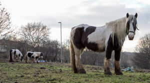 World Horse Welfare Conference -  Invisible Horses of the Future @ London | England | United Kingdom