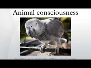 Conference on Animal Consciousness at NYU Film Center @ NYU NYU Cantor Film Center  | New York | New York | United States