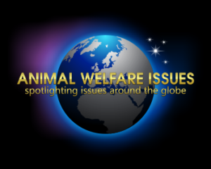 TV Show Replay- Is Animal Cruelty on the Increase?