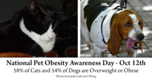 National Pet Obesity Awareness Day