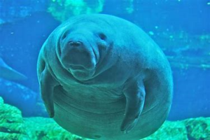 Manatee Appreciation Day