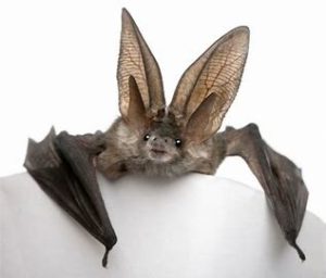 #National Bat Appreciatioin Week