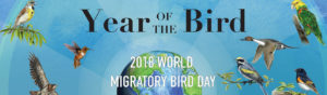 World Migratory Bird Day