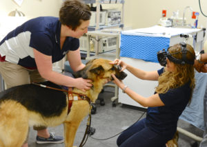 National Service Dog Eye Examination Month