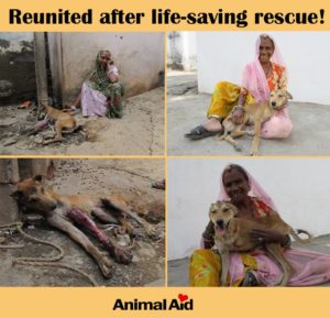 Television Show- Erika Abrams, Co-Founder of Animal Aid Unlimited will talk about the street animals they save in Udaipur, Rajasthan, India