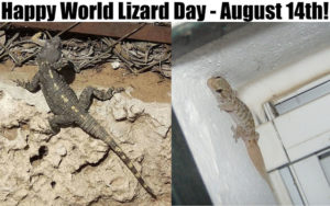 #WorldLizardDay