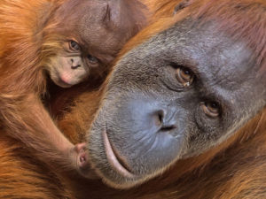 #World Orangutan Day