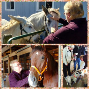 Blessing of the Animals at Ryerss Farm for Aged Equines