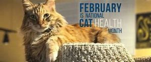 National Cat Health Month